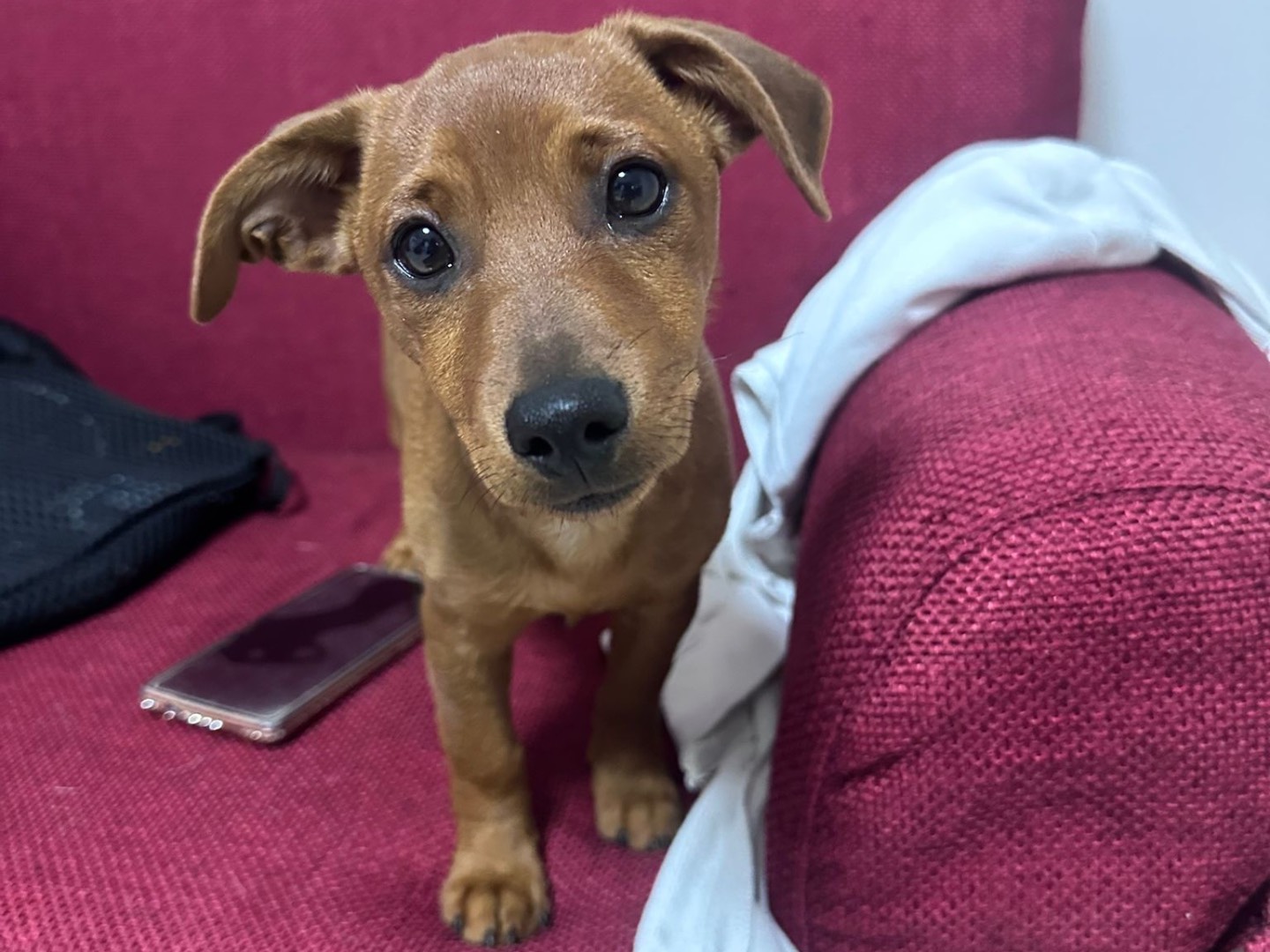Adotta un cane, maschio, 4 mesi, Latina