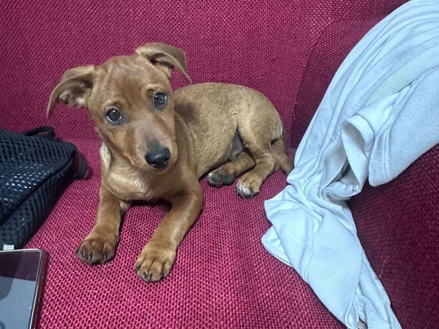 Adotta un cane, taglia piccola, maschio, Latina