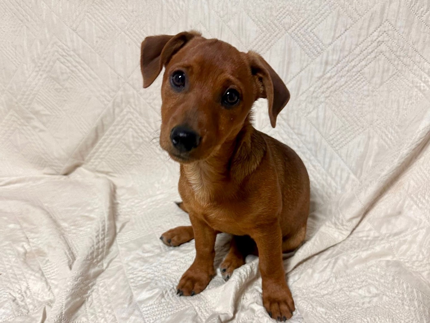 Adotta il cane Teo a Latina