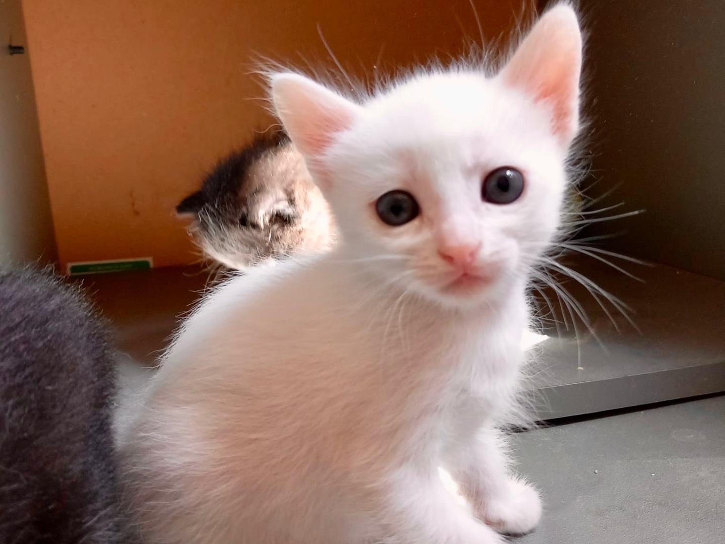 Vuoi adottare un gatto a Latina?