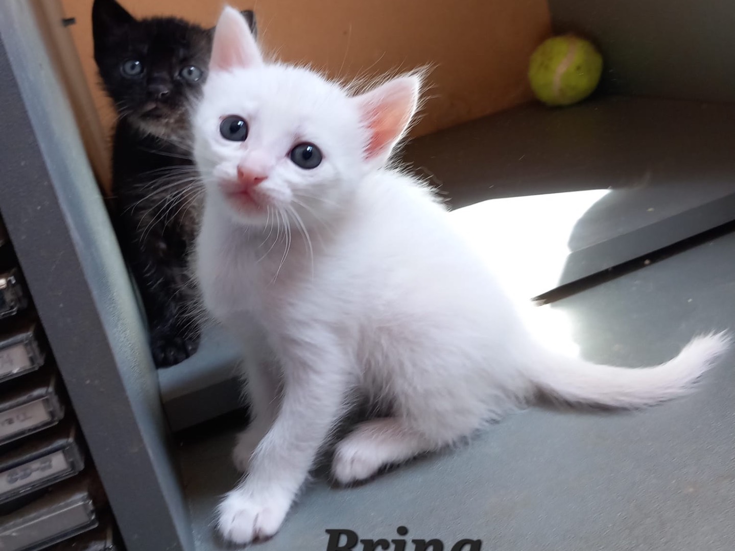 Adotta il gatto Brina a Latina
