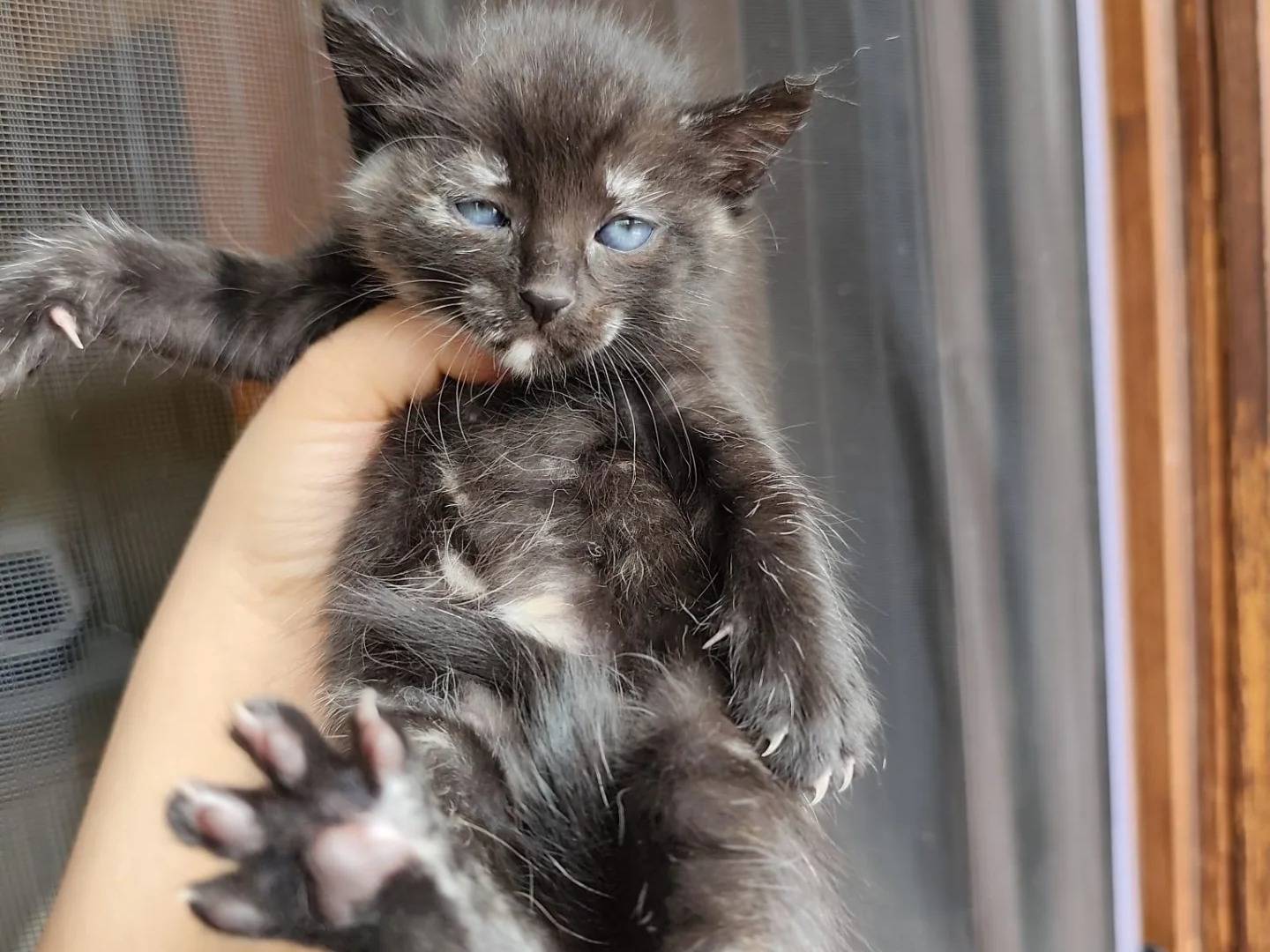 Vuoi adottare un gatto a Chieti?
