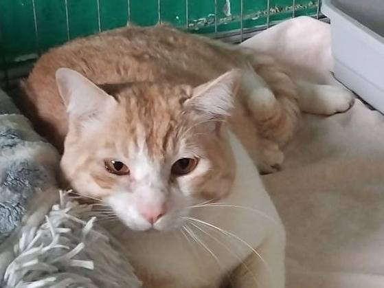 Adotta un gatto, maschio, 3 anni e 3 mesi, Barletta