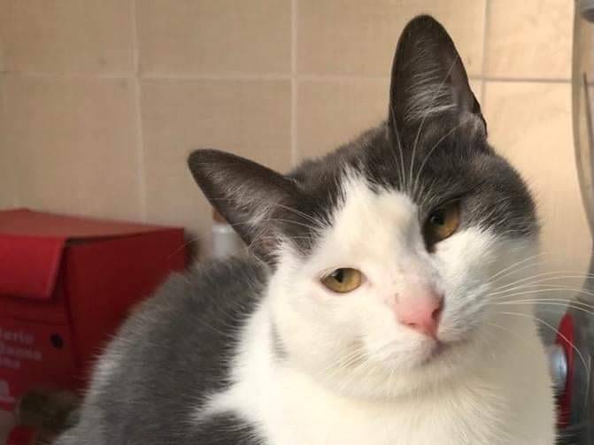 Adozione gatto, femmina, Razza sconosciuta Razza sconosciuta, 4 anni e 11 mesi, taglia non valida, Barletta
