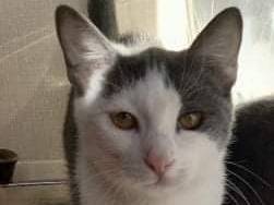 Adotta un gatto, taglia non valida, femmina, Barletta
