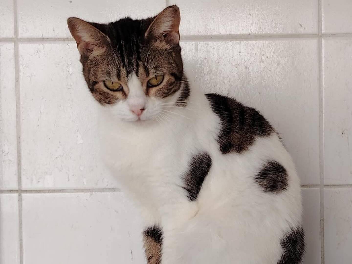 Adozione gatto, femmina, Razza sconosciuta Razza sconosciuta, 1 anno, taglia non valida, Chieti