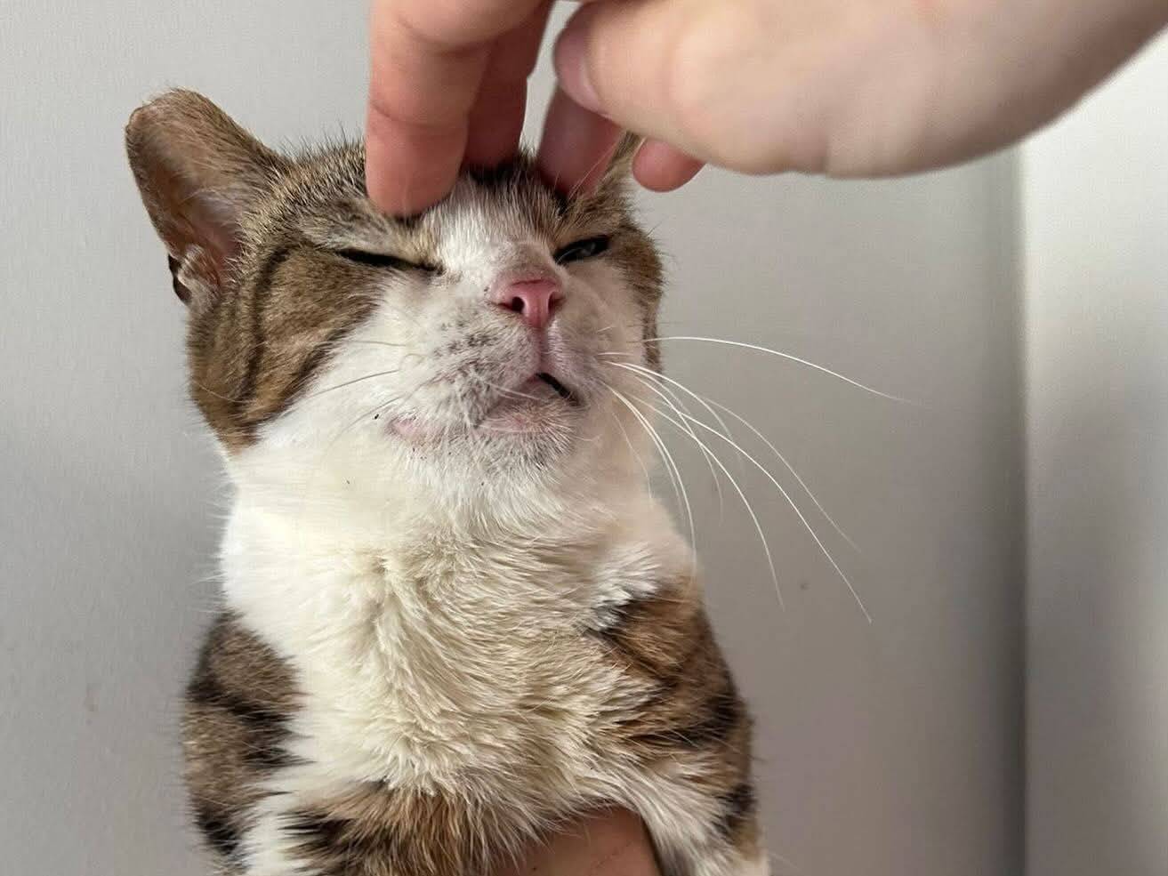 Adotta un gatto, femmina, 1 anno, Chieti
