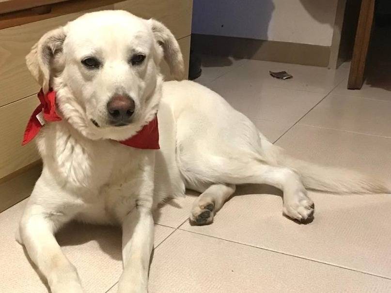 Adozione cane, maschio, Razza sconosciuta Razza sconosciuta, 4 anni, taglia media, Barletta