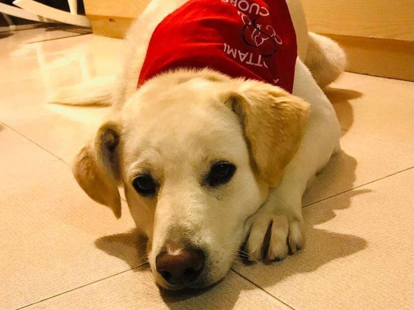 Vuoi adottare un cane a Barletta?
