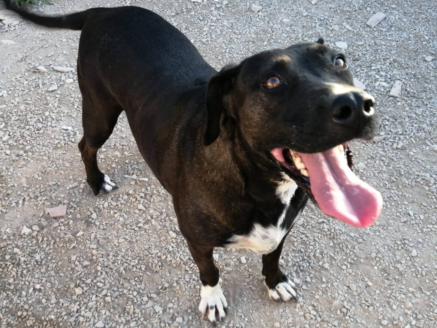 Adotta un cane, femmina, 8 anni e 4 mesi, Barletta
