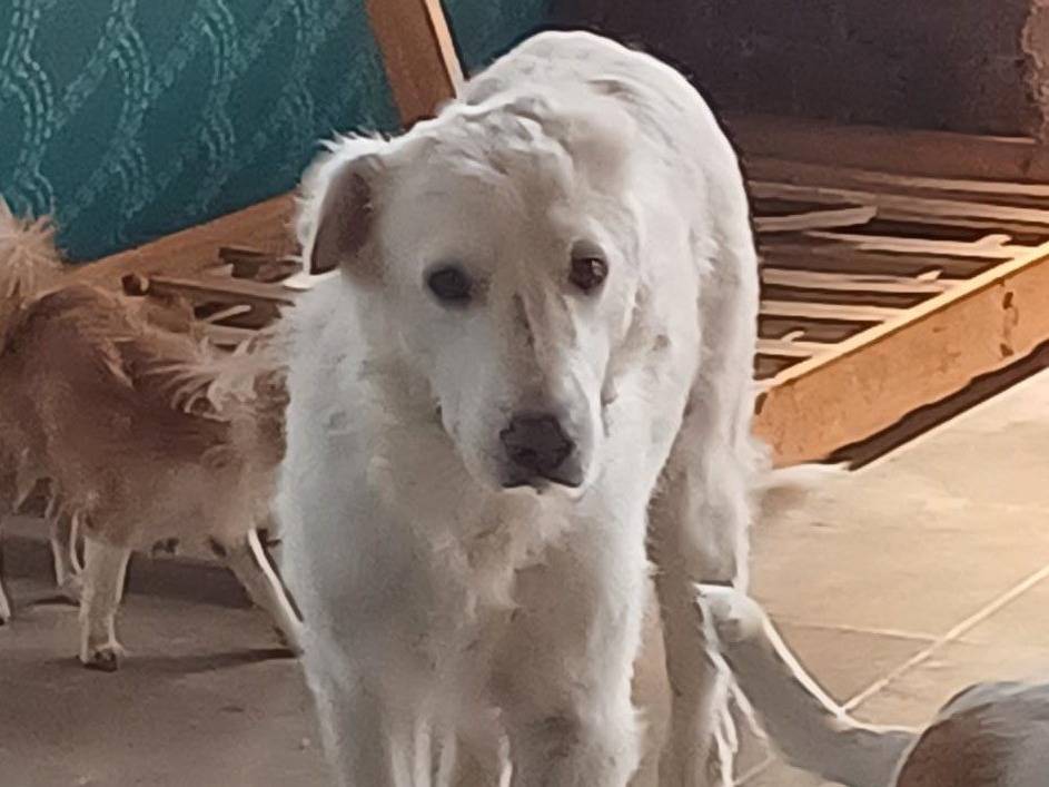 Adotta un cane, maschio, 11 anni e 4 mesi, Mantova