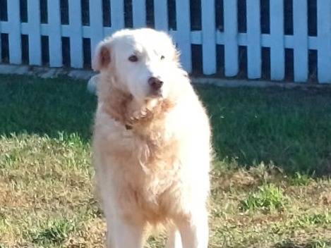Vuoi adottare un cane a Mantova?