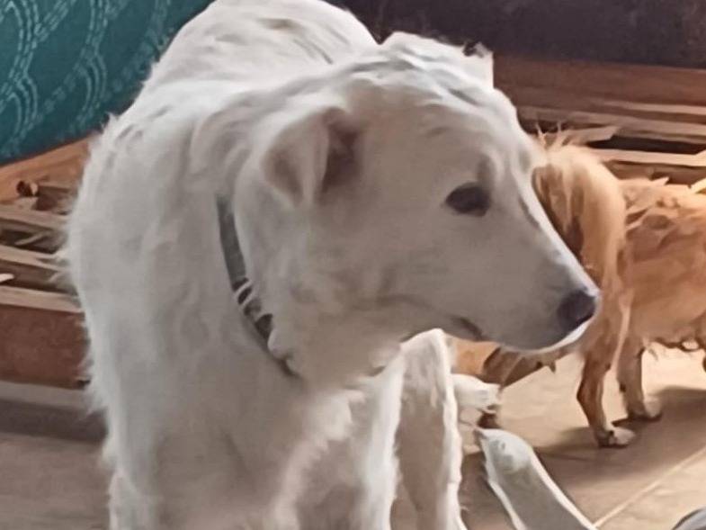 Adotta il cane Nebbia a Mantova