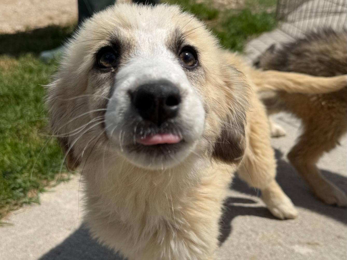 Adozione cane, femmina, Razza sconosciuta Razza sconosciuta, 4 mesi, taglia media, Matera