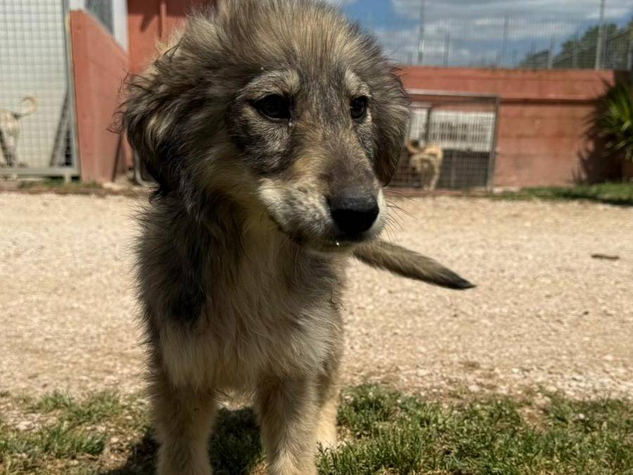 Adozione cane, femmina, Razza sconosciuta Razza sconosciuta, 4 mesi, taglia media, Matera