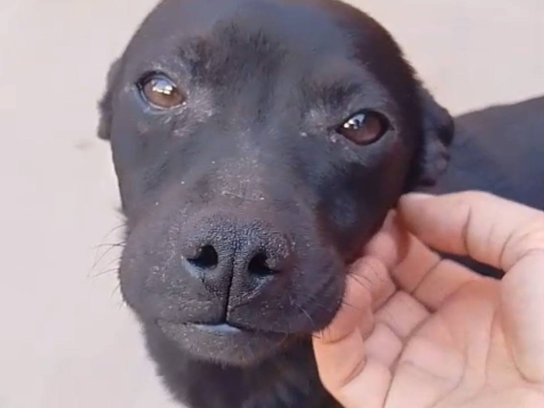 Adozione cane, femmina, Razza sconosciuta Razza sconosciuta, 10 mesi, taglia piccola, Siracusa