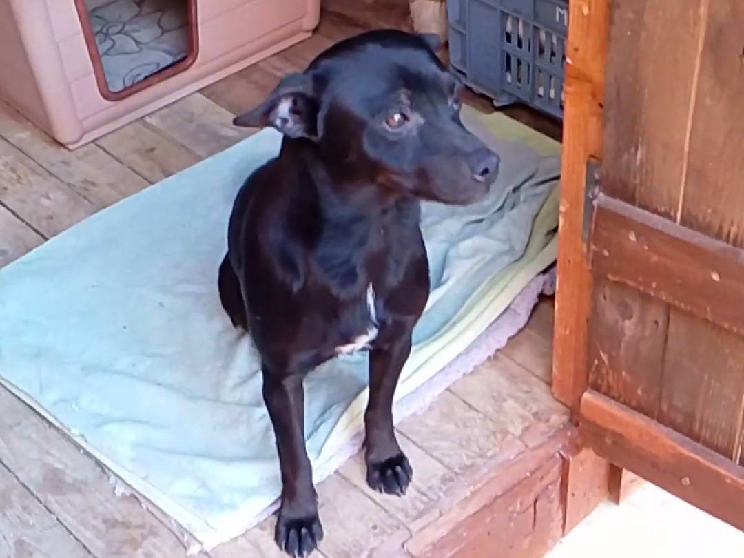 Adotta un cane, femmina, 10 mesi, Siracusa