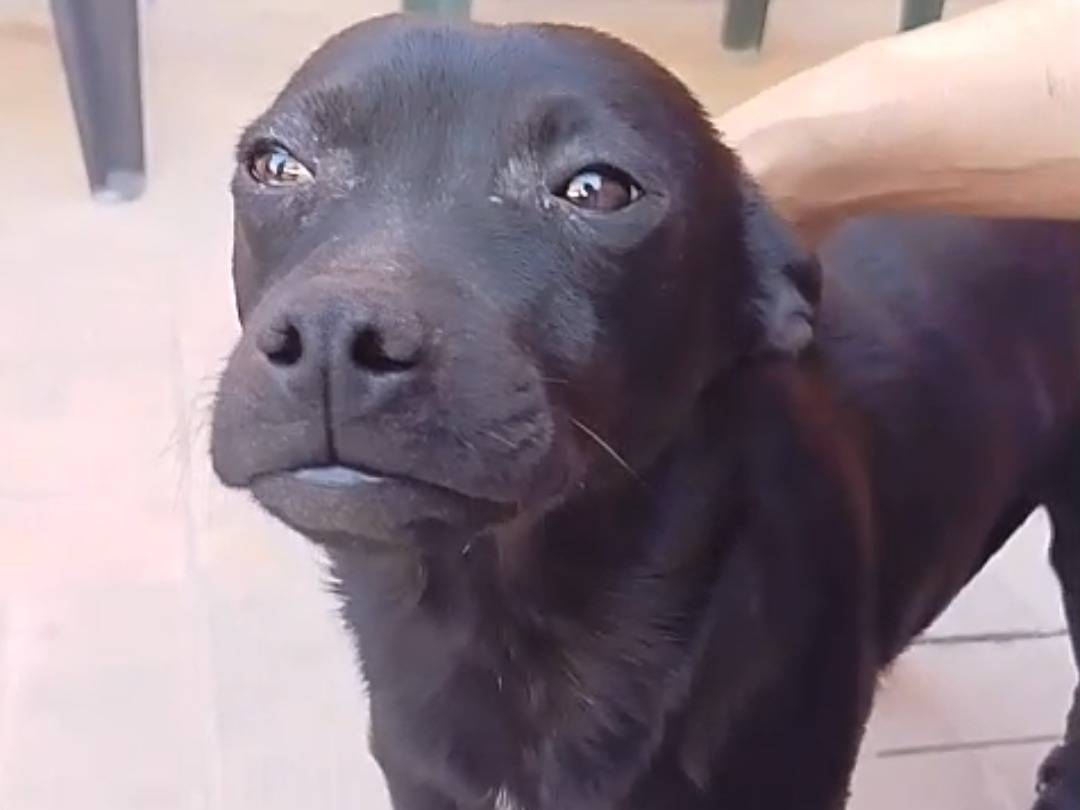 Adotta un cane, taglia piccola, femmina, Siracusa