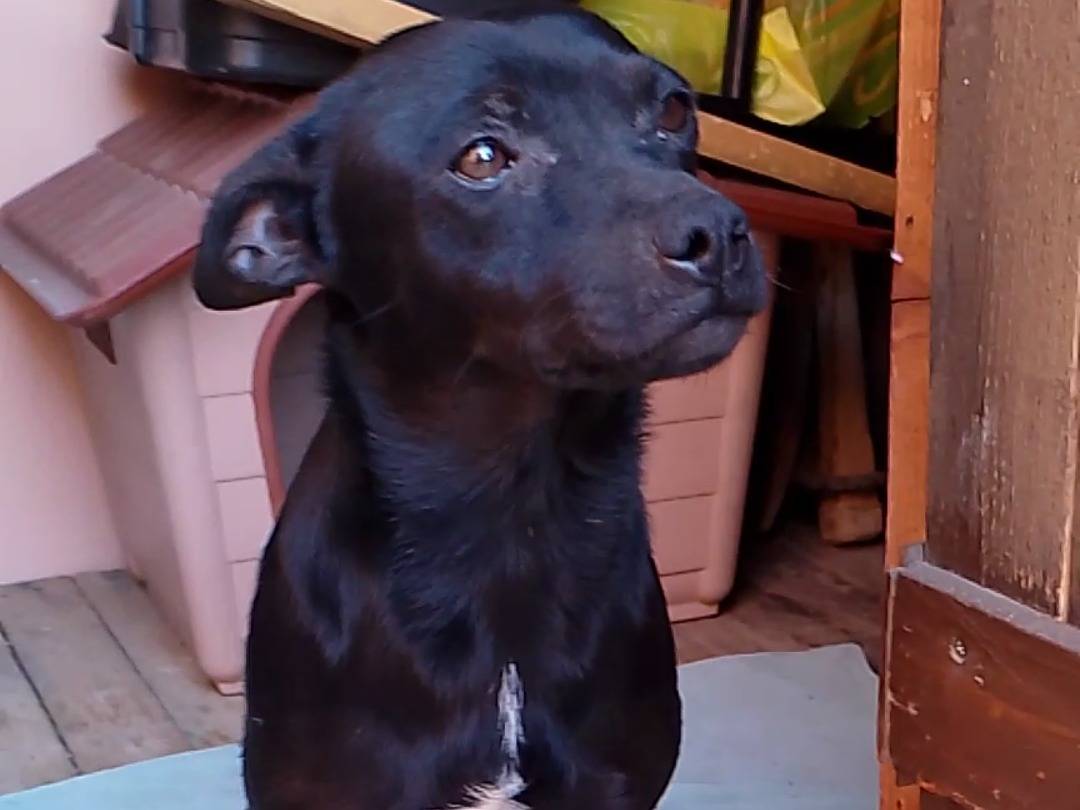 Vuoi adottare un cane a Siracusa?