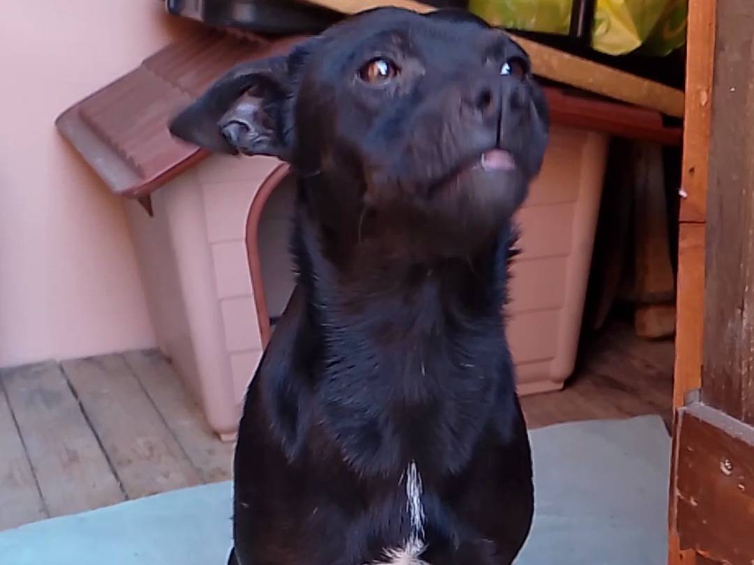 Adotta il cane Nocciolina a Siracusa