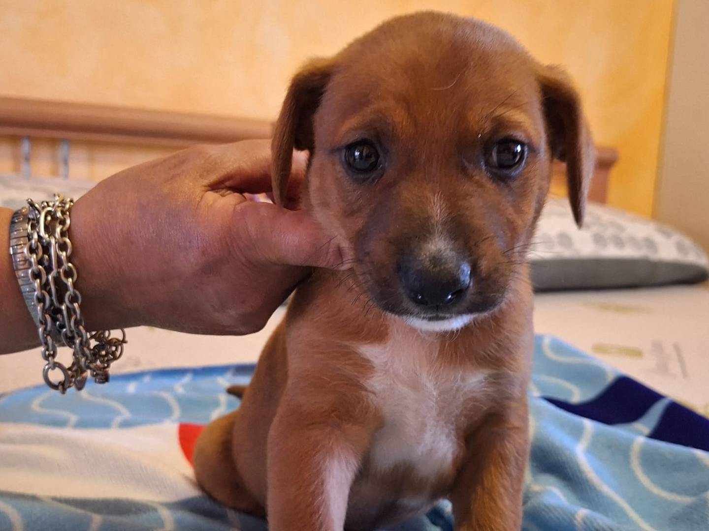 Adozione cane, femmina, Razza sconosciuta Razza sconosciuta, 1 anno e 4 mesi, taglia media contenuta, Catanzaro