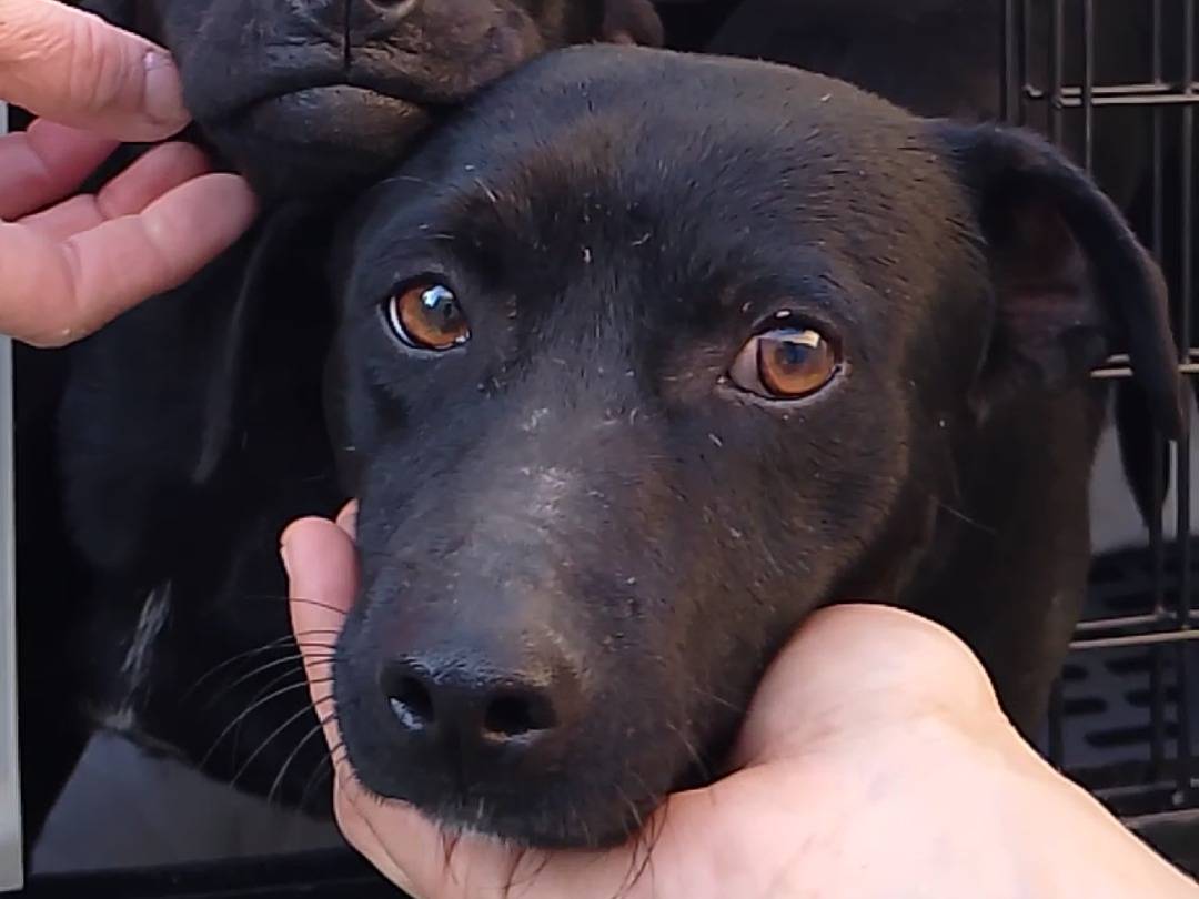 Adozione cane, maschio, Razza sconosciuta Razza sconosciuta, 10 mesi, taglia piccola, Siracusa