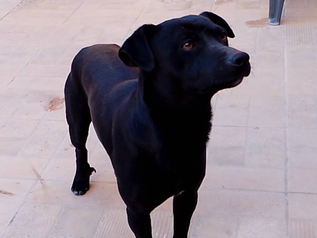 Adotta un cane, taglia piccola, maschio, Siracusa