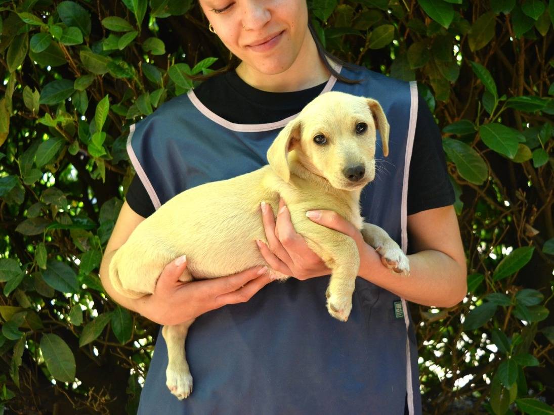 Adozione cane, maschio, Razza sconosciuta Razza sconosciuta, 3 mesi, taglia media contenuta, Roma
