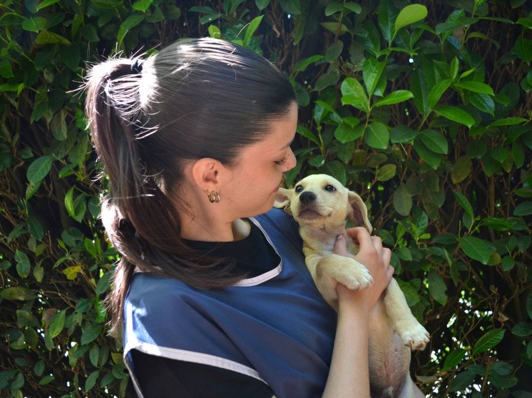 Adotta un cane, maschio, 3 mesi, Roma