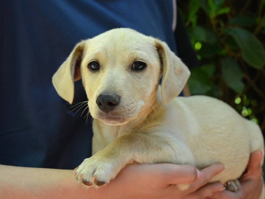 Adotta un cane, taglia media contenuta, maschio, Roma