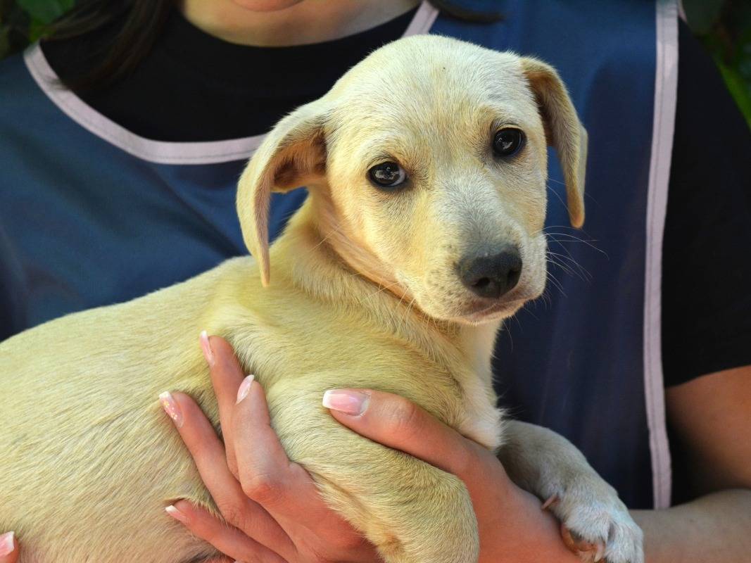 Adotta il cane Ereos a Roma