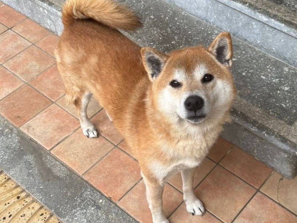 Adozione cane, maschio, Shiba Razza sconosciuta, 9 anni e 11 mesi, taglia piccola, Crotone