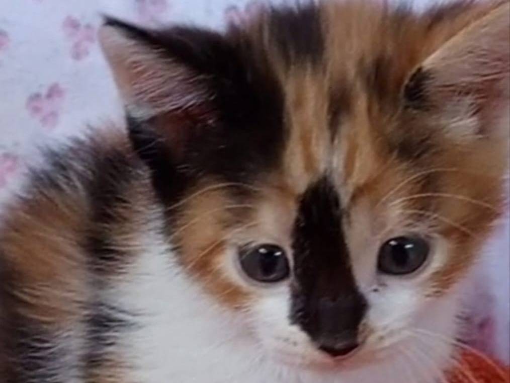 Adozione gatto, femmina, Razza sconosciuta Razza sconosciuta, 2 mesi, taglia non valida, Chieti