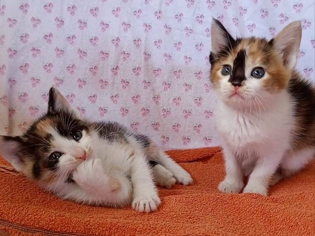 Adotta un gatto, femmina, 2 mesi, Chieti