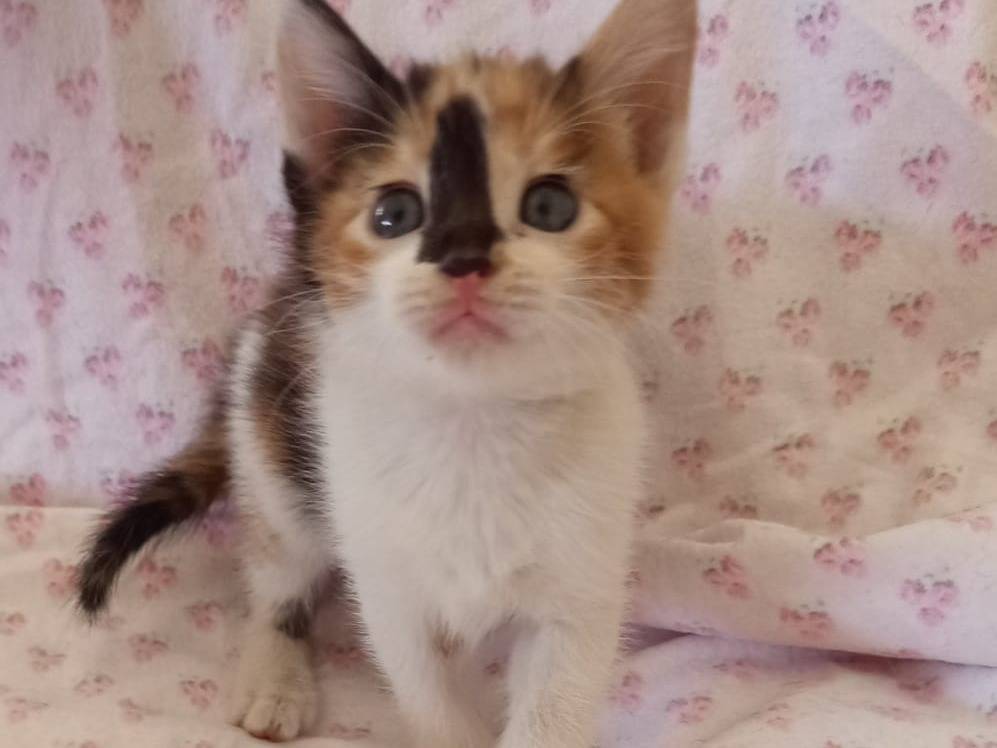 Adotta un gatto, taglia non valida, femmina, Chieti