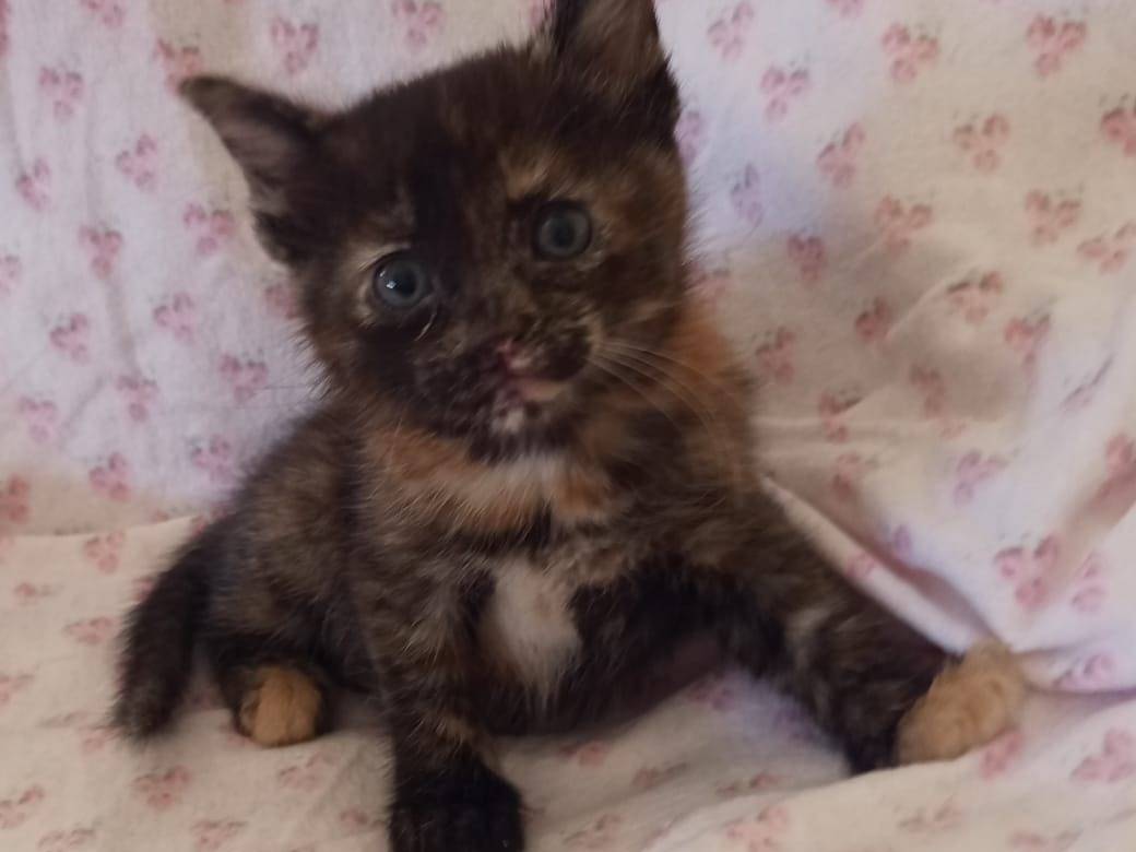 Vuoi adottare un gatto a Chieti?
