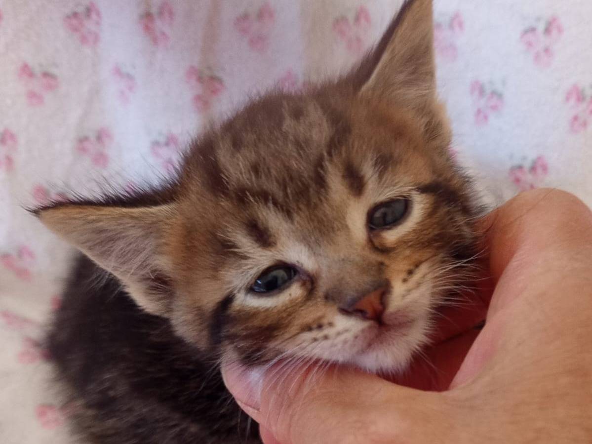 Vuoi adottare un gatto a Chieti?