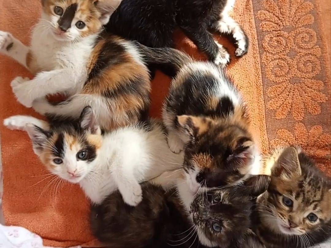Adotta il gatto Sansone a Chieti