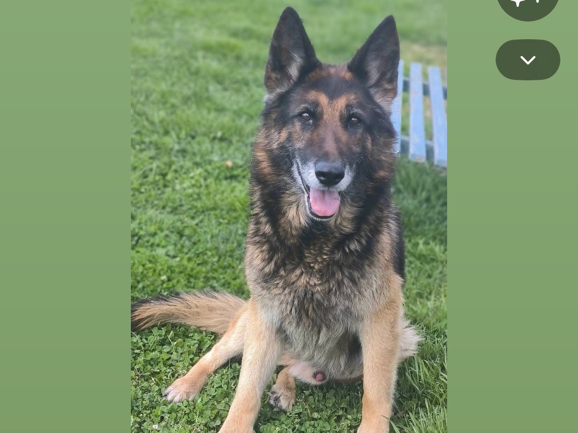Adozione cane, maschio, Pastore tedesco Razza sconosciuta, 9 anni e 10 mesi, taglia grande, Cosenza
