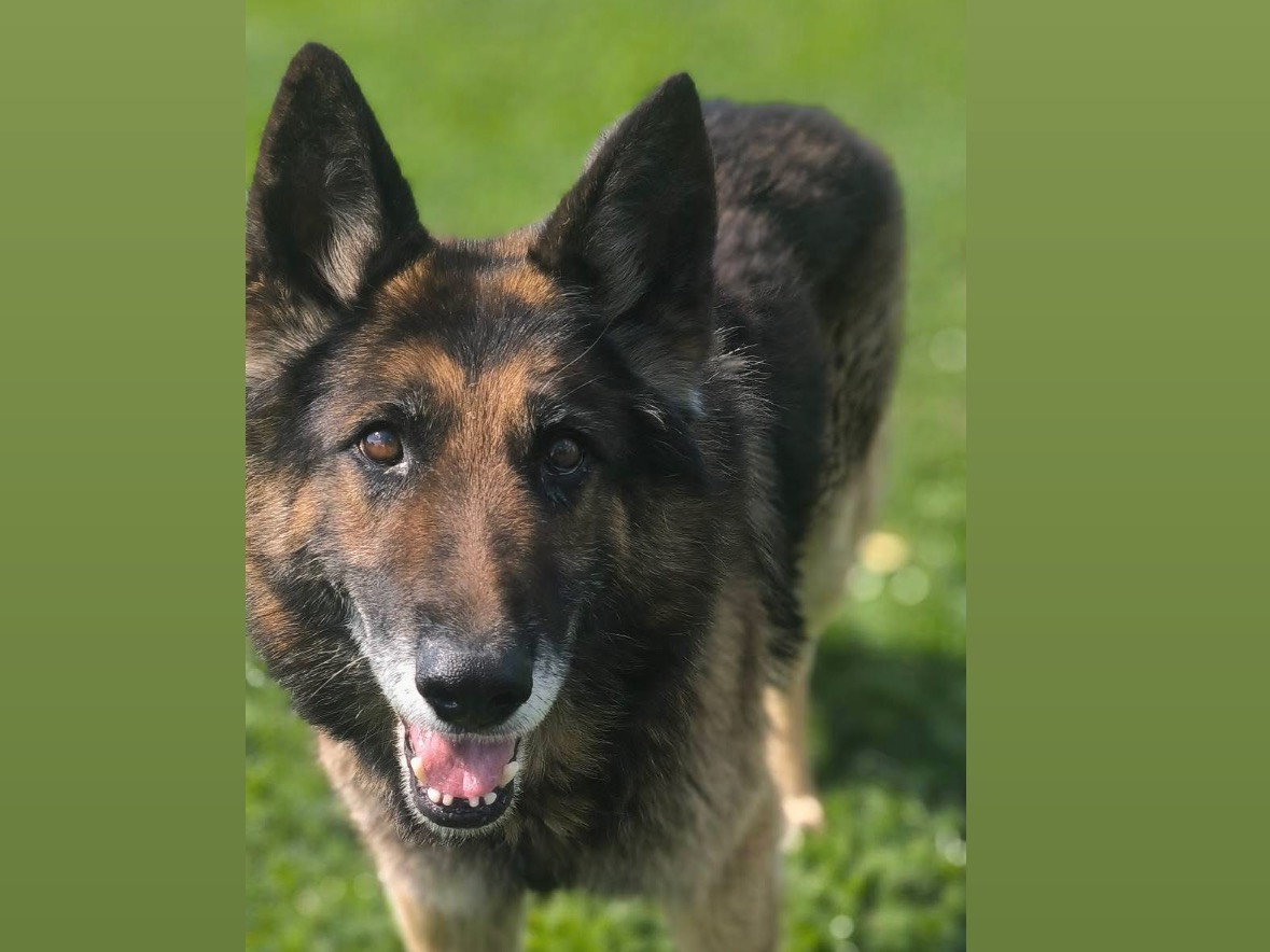 Adotta un cane, maschio, 9 anni e 10 mesi, Cosenza