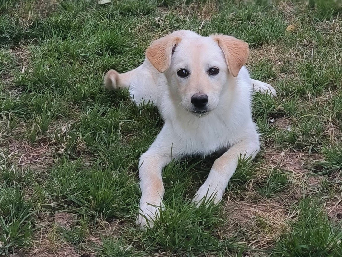 Adotta un cane, taglia media, femmina, Cosenza