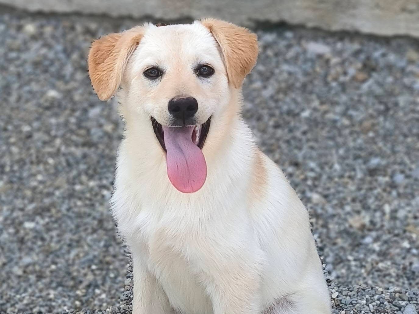 Adozione cane, femmina, Razza sconosciuta Razza sconosciuta, 5 mesi, taglia media, Cosenza