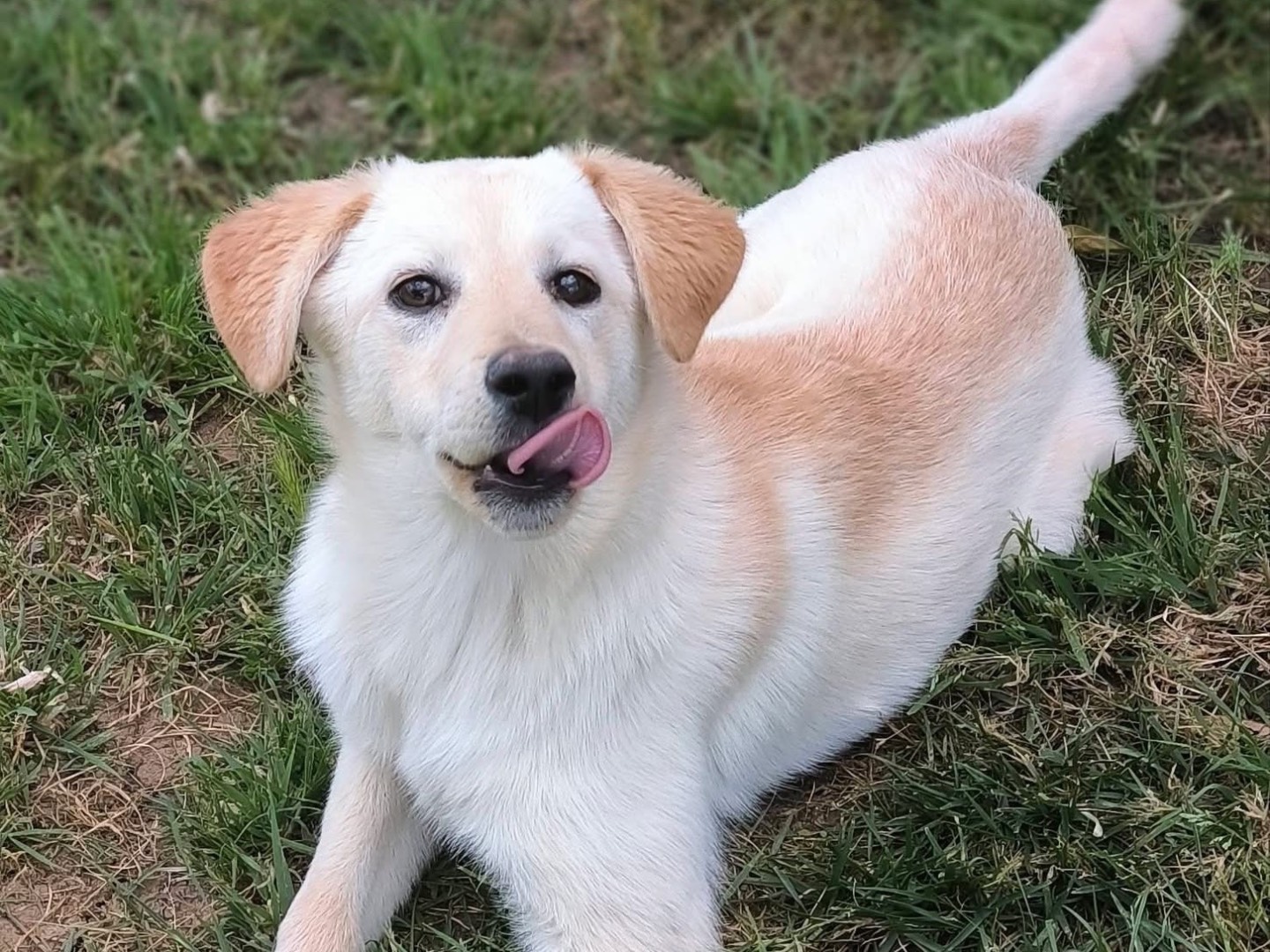 Adotta un cane, femmina, 5 mesi, Cosenza