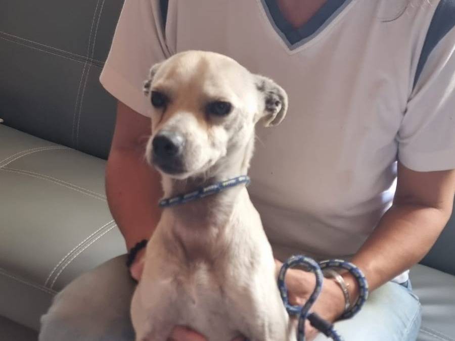 Adotta un cane, maschio, 5 anni e 1 mese, Pavia