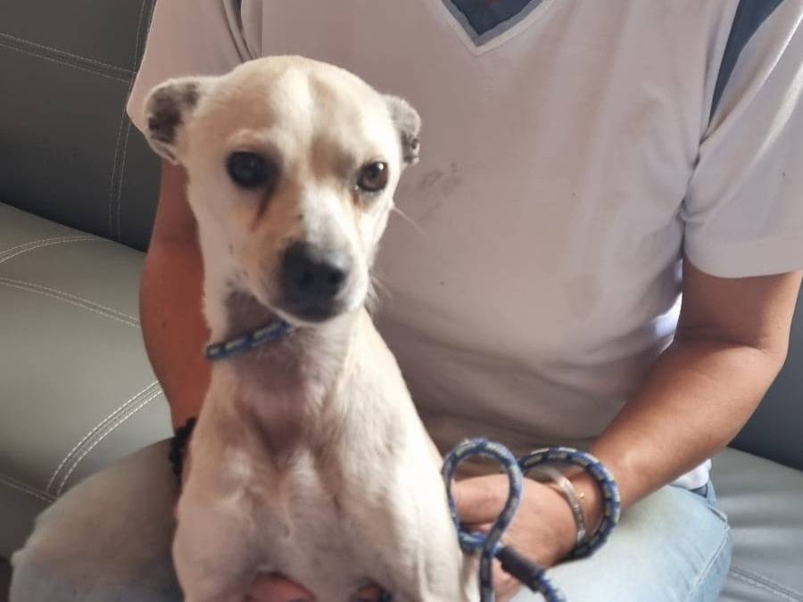 Adozione cane, maschio, Razza sconosciuta Razza sconosciuta, 5 anni e 1 mese, taglia piccola, Pavia