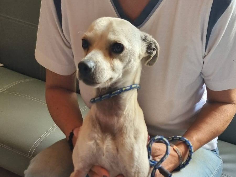 Adotta un cane, taglia piccola, maschio, Pavia