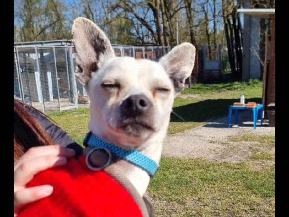 Vuoi adottare un cane a Pavia?