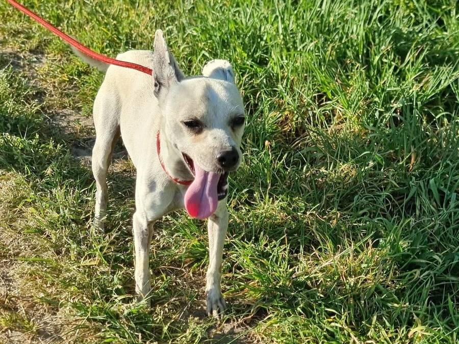 Adotta il cane Figarò a Pavia