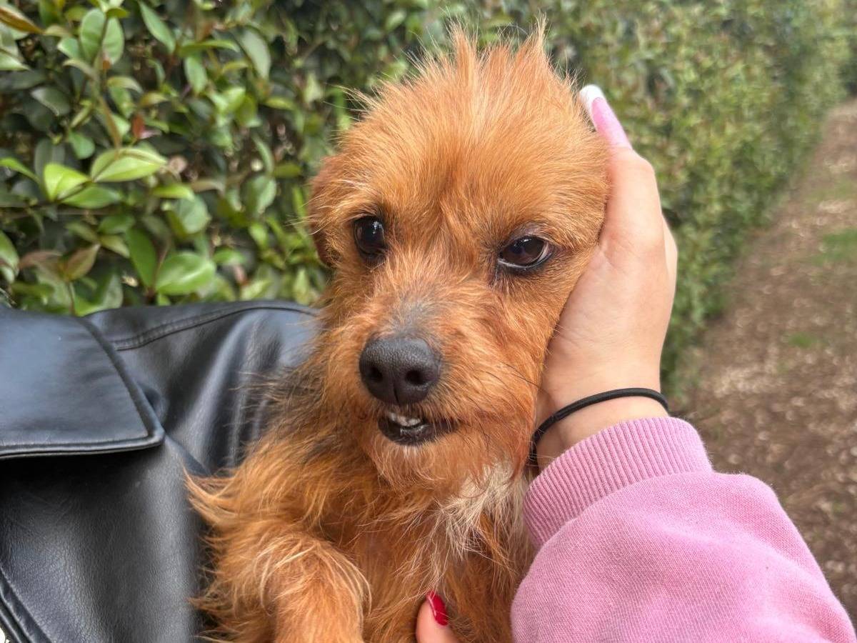 Adozione cane, femmina, Razza sconosciuta Razza sconosciuta, 4 anni e 1 mese, taglia piccola, Varese