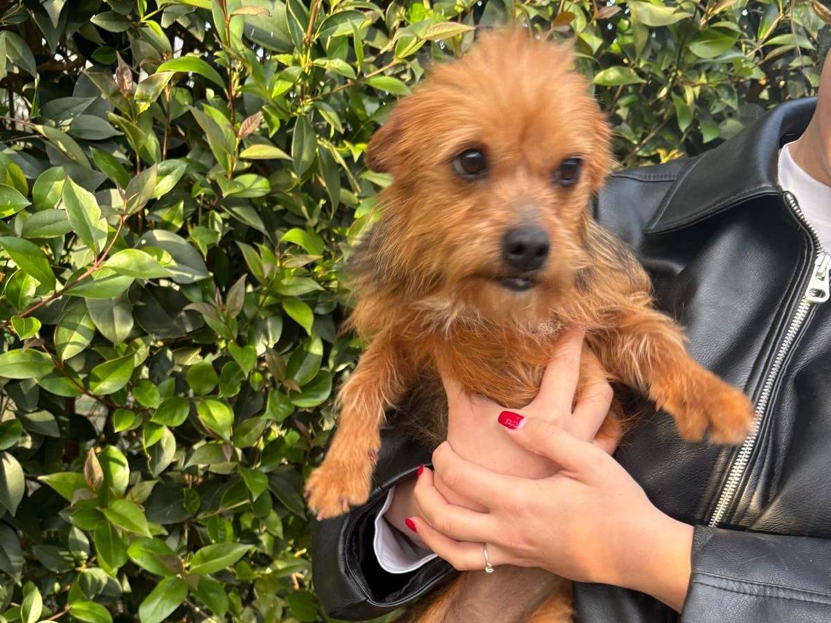 Adotta un cane, femmina, 4 anni e 1 mese, Varese